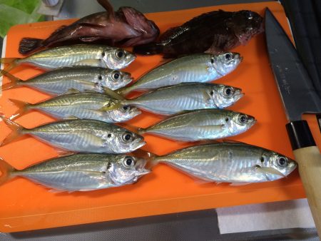 久々のアジング