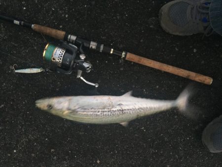 最後の一投にサゴシ