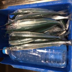 12回目のサヨリ調査