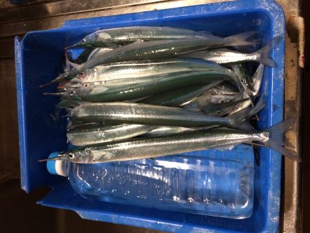 12回目のサヨリ調査