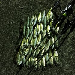 短時間で爆釣？