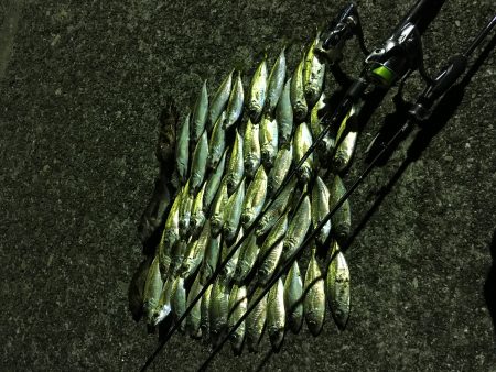 短時間で爆釣？