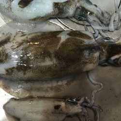 今年最後って言うてたけど又行ってしまった