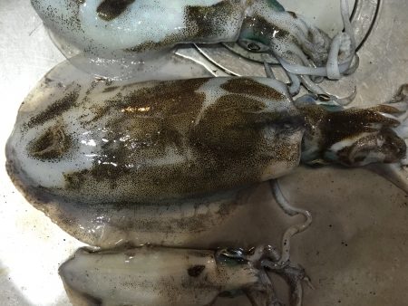 今年最後って言うてたけど又行ってしまった