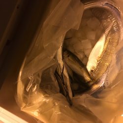 アジング合間のシーバスのハズが