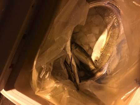 アジング合間のシーバスのハズが