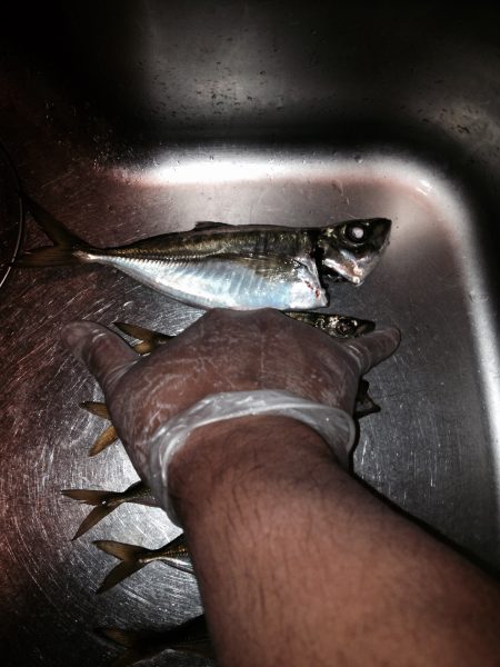 アジングときどきタチウオ