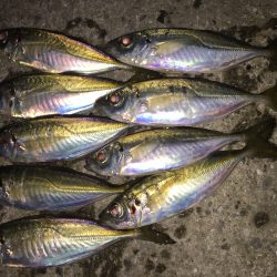 短時間アジング