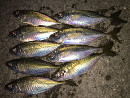 短時間アジング