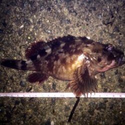 ロックフィッシュ