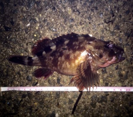 ロックフィッシュ