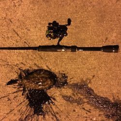 エギング&アジング？メバリング