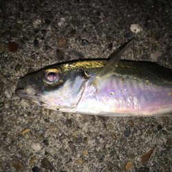 デカアジ！じゃなかった…