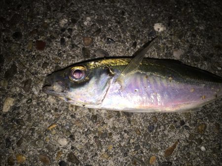 デカアジ！じゃなかった…