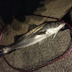 ナイトシーバス