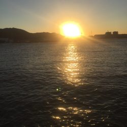 アオリはどこに？