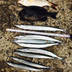 寒い中のサヨリ釣り