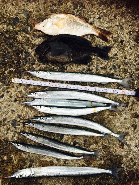 寒い中のサヨリ釣り