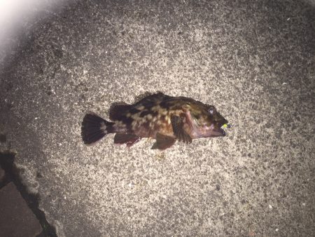 太刀魚ワインド納竿