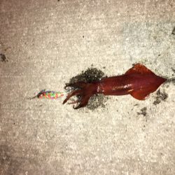 アジングのちエギング