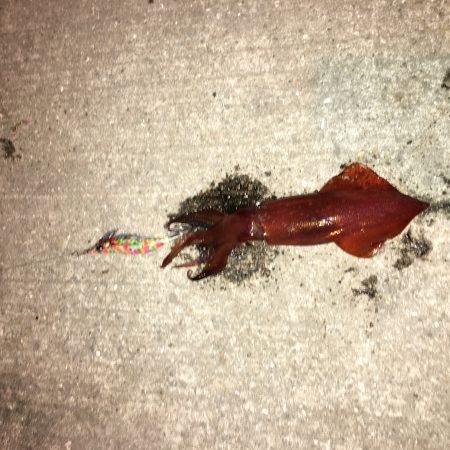 アジングのちエギング