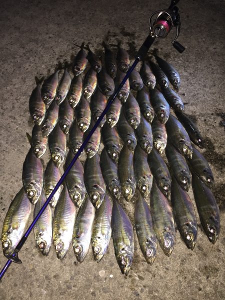 何をやっても釣れる日