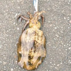 千歳エギングまさかの…