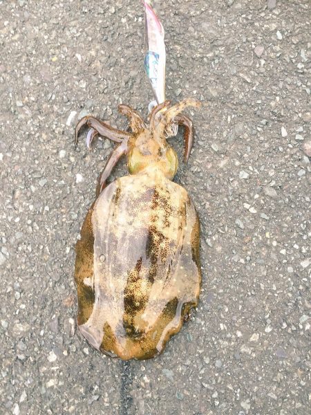 千歳エギングまさかの…