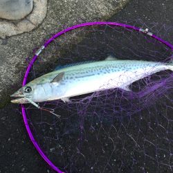 釣り納め→サゴシ