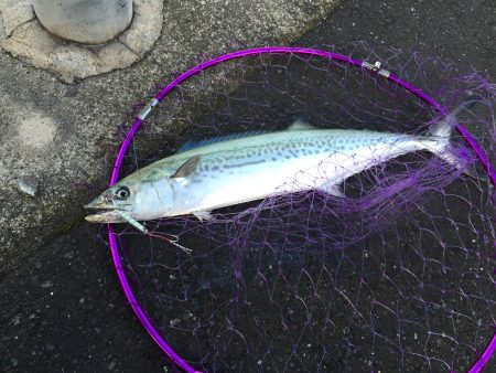 釣り納め→サゴシ