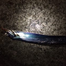 深夜のウキ釣り