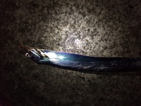 深夜のウキ釣り