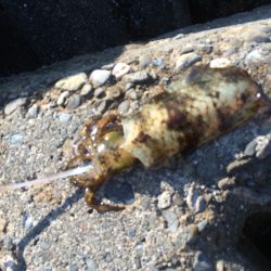 まだ居ましたアオリ烏賊