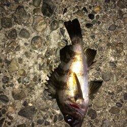 メバリング&ガシルング