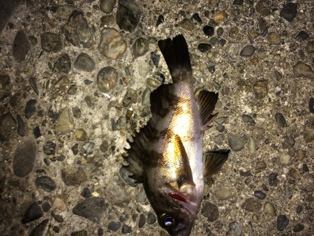 メバリング&ガシルング