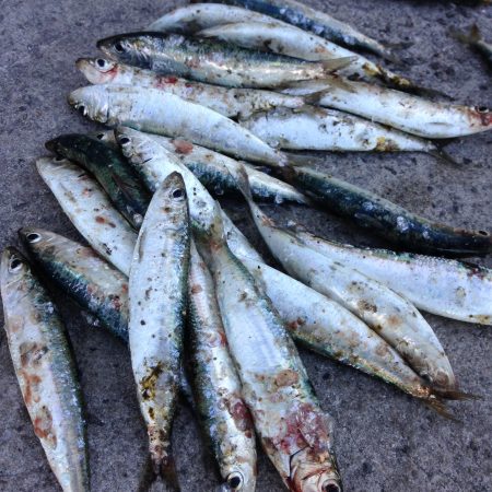 まぁまぁの釣果でしょう。