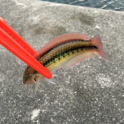 カレイ狙いvol.2