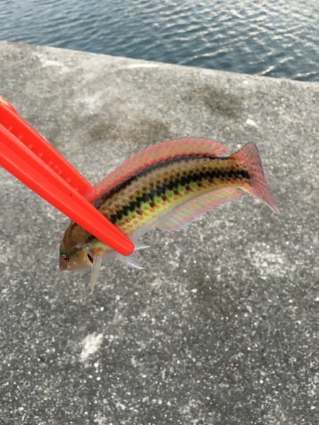 カレイ狙いvol.2