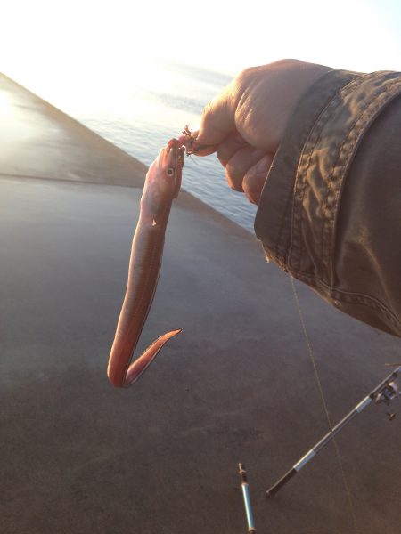 カレイはどこへいった？