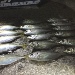 アジフライのためにアジング