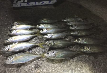 アジフライのためにアジング