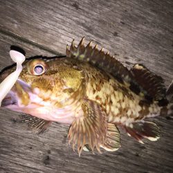 癒しのガシリング