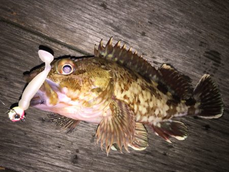 癒しのガシリング