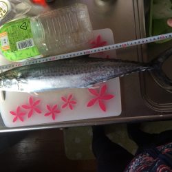 南港周辺で夜勤明けの青物調査