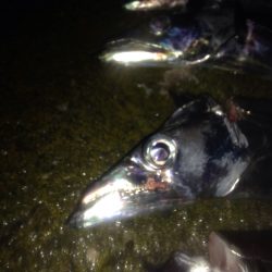 タチウオワインド