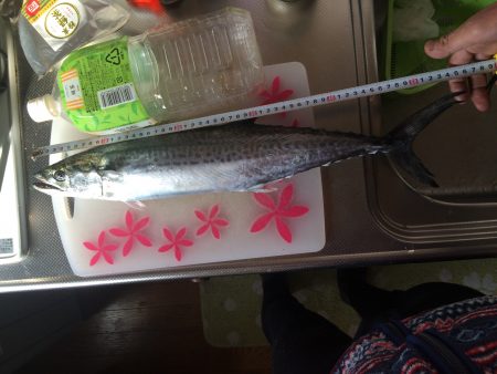 南港周辺で夜勤明けの青物調査