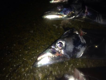 タチウオワインド