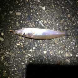 カレイ狙いで行ったけど