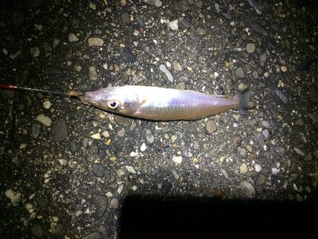 カレイ狙いで行ったけど