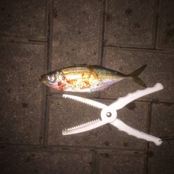 超短時間アジング